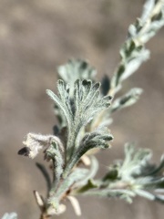 Artemisia papposa