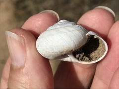 Helminthoglypta umbilicata