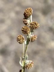 Artemisia papposa