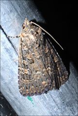 Hypoperigea tonsa