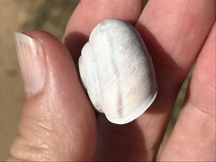 Helminthoglypta umbilicata