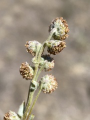 Artemisia papposa