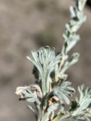 Artemisia papposa