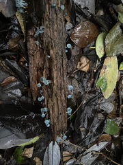 Mycena cyanocephala