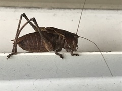 Atlanticus testaceus