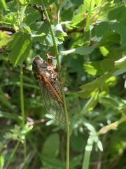 Okanagana occidentalis