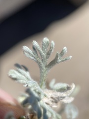 Artemisia papposa