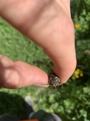 Okanagana occidentalis