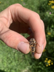 Okanagana occidentalis