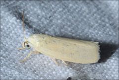 Earias chlorodes