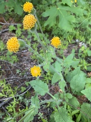 Arnica discoidea
