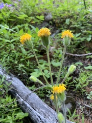 Arnica discoidea