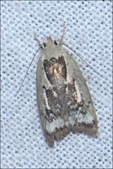 Catacometes hemiscia