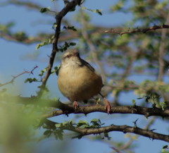 Sylvietta rufescens flecki