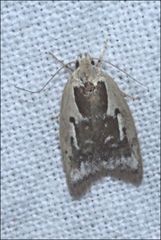 Catacometes hemiscia