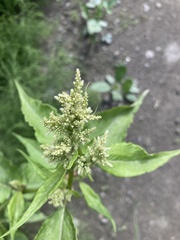 Koenigia alaskana
