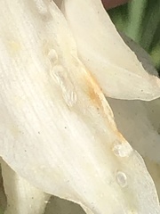 Caplothorax melanopterus