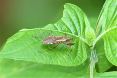 Rhachicephala dilatibia
