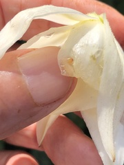 Caplothorax melanopterus