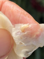 Caplothorax melanopterus