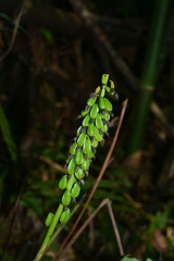 Calanthe lyroglossa