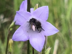Colletes brevicornis