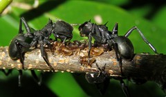 Tragopini