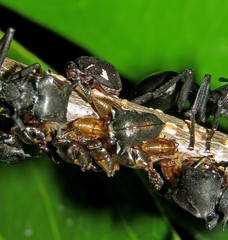 Tragopini