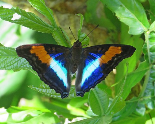 Doxocopa lavinia