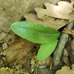 Galearis spectabilis