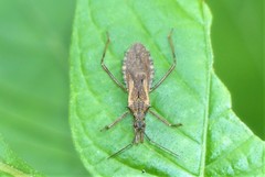 Rhachicephala dilatibia