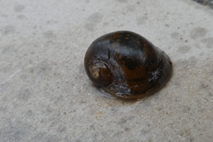 Radix auricularia