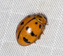Harmonia octomaculata