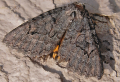 Catocala chelidonia