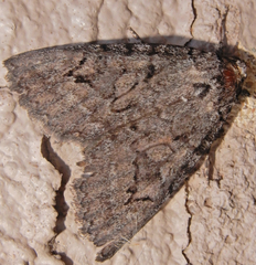 Catocala chelidonia