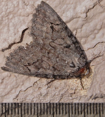 Catocala chelidonia