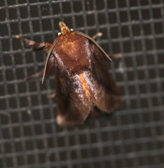 Doratifera stenora