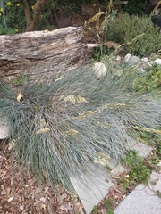 Festuca glauca