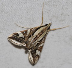 Agrioglypta excelsalis