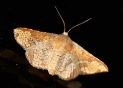 Canaea hyalospila