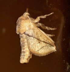 Anaxidia lozogramma
