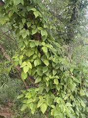 Toxicodendron radicans