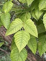 Toxicodendron radicans