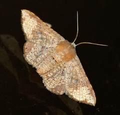 Canaea hyalospila