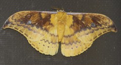 Syntherata janetta