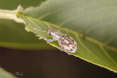 Pantomorus albosignatus