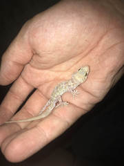 Hemidactylus turcicus