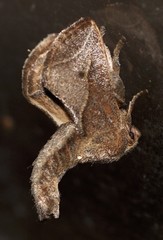 Anaxidia lozogramma