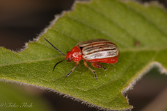 Disonycha brevilineata