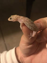 Hemidactylus turcicus